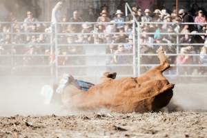 Captured at Great Western Rodeo, Great Western VIC Australia.