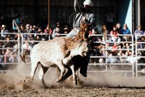 Captured at Great Western Rodeo, Great Western VIC Australia.