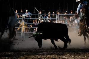 Captured at Great Western Rodeo, Great Western VIC Australia.