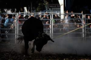 Captured at Great Western Rodeo, Great Western VIC Australia.