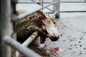 Captured at Former Ballarat Saleyards, Ballarat Central VIC Australia.