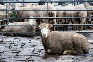 Captured at Former Ballarat Saleyards, Ballarat Central VIC Australia.