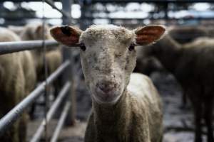 Captured at Former Ballarat Saleyards, Ballarat Central VIC Australia.