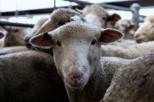 Captured at Former Ballarat Saleyards, Ballarat Central VIC Australia.