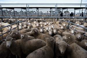 Captured at Former Ballarat Saleyards, Ballarat Central VIC Australia.