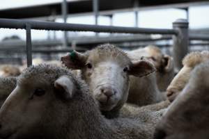 Captured at Former Ballarat Saleyards, Ballarat Central VIC Australia.