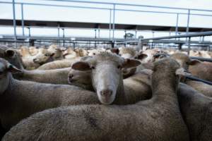 Captured at Former Ballarat Saleyards, Ballarat Central VIC Australia.