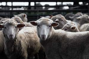 Captured at Former Ballarat Saleyards, Ballarat Central VIC Australia.