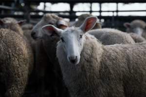 Captured at Former Ballarat Saleyards, Ballarat Central VIC Australia.