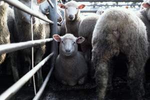 Captured at Former Ballarat Saleyards, Ballarat Central VIC Australia.