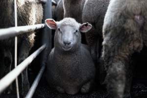 Captured at Former Ballarat Saleyards, Ballarat Central VIC Australia.