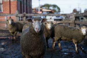 Captured at Former Ballarat Saleyards, Ballarat Central VIC Australia.