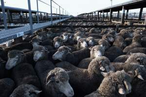 Captured at Former Ballarat Saleyards, Ballarat Central VIC Australia.