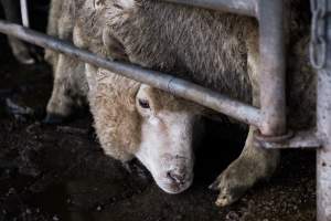 Captured at Former Ballarat Saleyards, Ballarat Central VIC Australia.