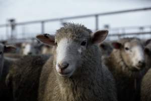 Captured at Former Ballarat Saleyards, Ballarat Central VIC Australia.