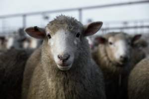 Captured at Former Ballarat Saleyards, Ballarat Central VIC Australia.