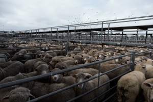 Captured at Former Ballarat Saleyards, Ballarat Central VIC Australia.