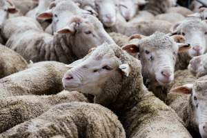 Captured at Former Ballarat Saleyards, Ballarat Central VIC Australia.