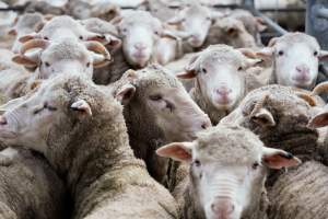 Captured at Former Ballarat Saleyards, Ballarat Central VIC Australia.