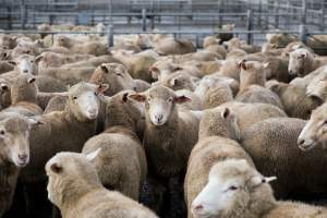 Captured at Former Ballarat Saleyards, Ballarat Central VIC Australia.