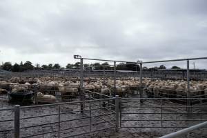 Captured at Former Ballarat Saleyards, Ballarat Central VIC Australia.