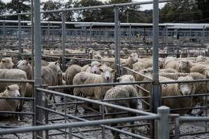 Captured at Former Ballarat Saleyards, Ballarat Central VIC Australia.