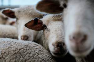 Captured at Former Ballarat Saleyards, Ballarat Central VIC Australia.