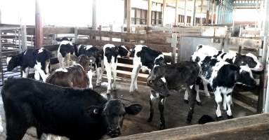 Bobby calves at saleyard - Captured at Ballarat Saleyards, Ballarat VIC.