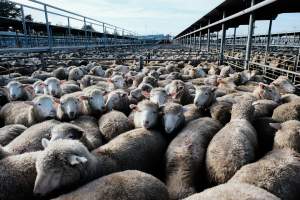 Captured at Former Ballarat Saleyards, Ballarat Central VIC Australia.