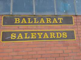 Bobby calves at saleyard - Captured at Ballarat Saleyards, Ballarat VIC.