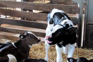 Bobby calves at saleyard - Captured at Ballarat Saleyards, Ballarat VIC.