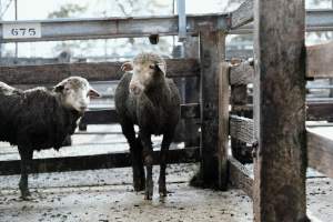 Captured at Former Ballarat Saleyards, Ballarat Central VIC Australia.