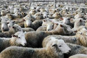 Captured at Former Ballarat Saleyards, Ballarat Central VIC Australia.