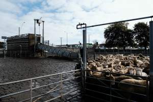 Captured at Former Ballarat Saleyards, Ballarat Central VIC Australia.