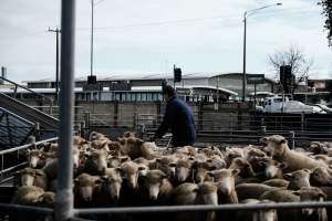 Captured at Former Ballarat Saleyards, Ballarat Central VIC Australia.