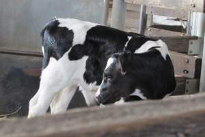Bobby calves at saleyard - Captured at Ballarat Saleyards, Ballarat VIC.