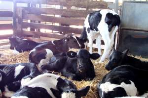 Bobby calves at saleyard - Captured at Ballarat Saleyards, Ballarat VIC.