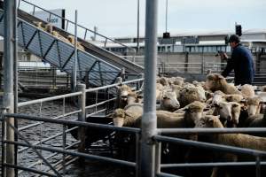 Captured at Former Ballarat Saleyards, Ballarat Central VIC Australia.