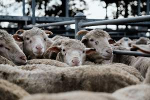 Captured at Former Ballarat Saleyards, Ballarat Central VIC Australia.