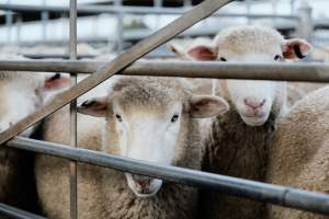 Captured at Former Ballarat Saleyards, Ballarat Central VIC Australia.