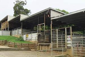 Holding pens from outside - Captured at LE Giles & Sons Abattoir, Trafalgar VIC Australia.