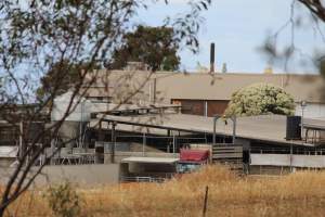 Truck unloading pigs into holding pens - Corowa Slaughterhouse from public road, daytime - Captured at Corowa Slaughterhouse, Redlands NSW Australia.