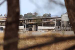 Holding pens - Corowa Slaughterhouse from public road, daytime - Captured at Corowa Slaughterhouse, Redlands NSW Australia.