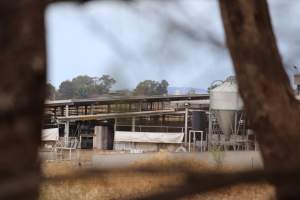 Holding pens - Corowa Slaughterhouse from public road, daytime - Captured at Corowa Slaughterhouse, Redlands NSW Australia.