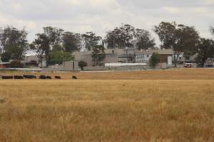 Corowa Slaughterhouse from public road, daytime - Captured at Corowa Slaughterhouse, Redlands NSW Australia.