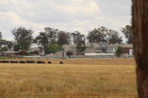 Corowa Slaughterhouse from public road, daytime - Captured at Corowa Slaughterhouse, Redlands NSW Australia.