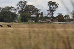 Corowa Slaughterhouse from public road, daytime - Captured at Corowa Slaughterhouse, Redlands NSW Australia.