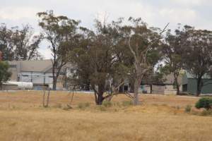 Corowa Slaughterhouse from public road, daytime - Captured at Corowa Slaughterhouse, Redlands NSW Australia.