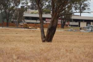 Corowa Slaughterhouse from public road, daytime - Captured at Corowa Slaughterhouse, Redlands NSW Australia.