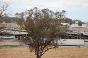 Corowa Slaughterhouse from public road, daytime - Captured at Corowa Slaughterhouse, Redlands NSW Australia.